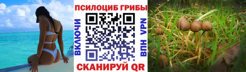 Галлюциногенные грибы Cubensis Яровое